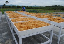 Rumput Laut Menjadi Komoditas Penting
